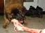 Leonberger Julius