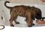 Leonberger Julius