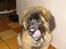 Leonberger Julius