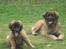 Leonberger Julius