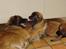 Leonberger Julius