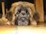Leonberger Julius