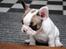 Fransk bulldog Karla
