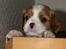 Cavalier king charles spaniel Marskens Nova 