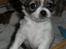 Chihuahua Lerches Emma - 06-11-11