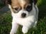 Chihuahua Lerches Emma - 12-11-11