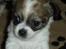 Chihuahua Lerches Emma - 04-11-11