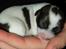 Chihuahua Lerches Emma - 3 dage gammel