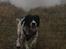 Field spaniel Apache Blue Magic, Figo!