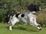 Field spaniel Apache Blue Magic, Figo!