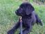 Labrador retriever Tess