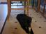 Labrador retriever Tess