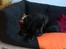 Labrador retriever Tess