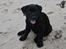 Labrador retriever Tess