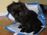 Pekingeser Milas (Elvis)