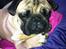 Mops Uffe