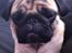 Mops Uffe