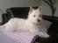 West highland white terrier Airas Gucci (Maddie) - Lille fotomodel :)