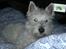 West highland white terrier Airas Gucci (Maddie) - Maddiemusen skal til at sove.