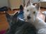 West highland white terrier Airas Gucci (Maddie) - ''Er vi ikke yndige'' :)