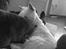 West highland white terrier Airas Gucci (Maddie) - Wilma vil nusses af Maddie :)
