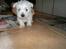 West highland white terrier Airas Gucci (Maddie) - Maddie kun seks uger gammel