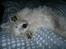 West highland white terrier Airas Gucci (Maddie) - Puttefis