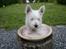West highland white terrier Airas Gucci (Maddie) - Prinsesse maddie :)