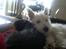 West highland white terrier Airas Gucci (Maddie) - Malou og Maddie ligger og putter