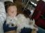 West highland white terrier Airas Gucci (Maddie) - Vi ligger lige og får en lille lur :)