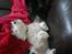 West highland white terrier Airas Gucci (Maddie) - Malou og maddie er blevet trætte :)