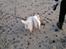 West highland white terrier Airas Gucci (Maddie) - Fanny og maddie på stranden