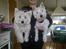 West highland white terrier Airas Gucci (Maddie) - Fanny og Maddie :)