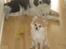 Blanding af racer Pomchi, Cookie