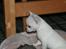 Chihuahua Honey Paj´s Yvain Yuzzlebug