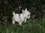 Chihuahua Honey Paj´s Yvain Yuzzlebug