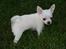 Chihuahua Honey Paj´s Yvain Yuzzlebug