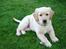 Golden retriever Simba - Simba som hvalp:)<3