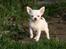 Chihuahua Honey Paj´s Yvain Yuzzlebug