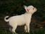 Chihuahua Honey Paj´s Yvain Yuzzlebug