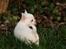 Chihuahua Honey Paj´s Yvain Yuzzlebug