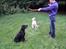 Labrador retriever Jessy <3 R.I.P ;( - Gi mig gi mig :D <3 