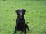 Labrador retriever Jessy <3 R.I.P ;( - min smukke baby <3 