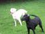 Labrador retriever Jessy <3 R.I.P ;( - kom med den ! 