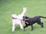 Labrador retriever Jessy <3 R.I.P ;( - slip den, den er min! :D <3 