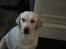 Labrador retriever Tulle <3 R.I.P ;( - :*<3 
