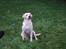 Labrador retriever Tulle <3 R.I.P ;( - den dejlige dulle pigen 