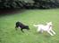 Labrador retriever Tulle <3 R.I.P ;( - Dulle og hende veninde Jessy :*<3 
