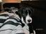 Blanding af racer Bella