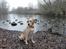 Labrador retriever Doozy